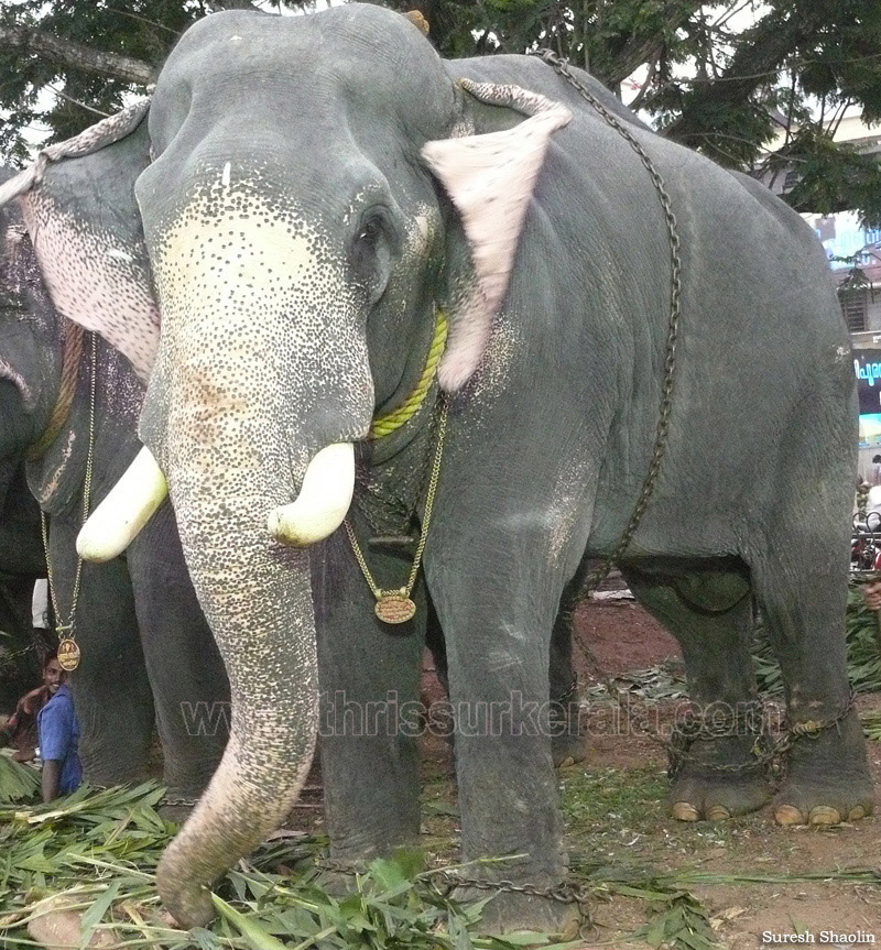 thrissur-pooram-2010 (9)